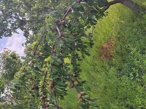 Sale, land lot, 11894m², Banja Vrdnik, Irig - image 6