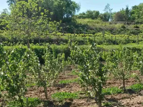 Poljoprivredno zemljište sa mladim zasadima voća na padini. - image 4