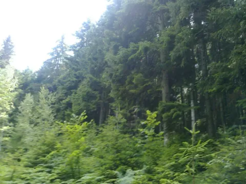 Sale, land lot, 105000m², Mijakovići, Pljevlja - image 6