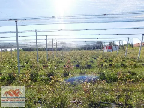 Sale, land lot, 350m², Kragujevac, Srbija - image 3