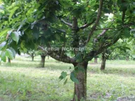 Sale, land lot, 114m², Krčedin, Inđija - image 3