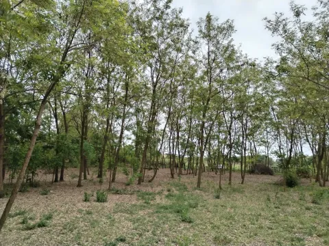 Dvorište sa šumom i drvećem. - image 4
