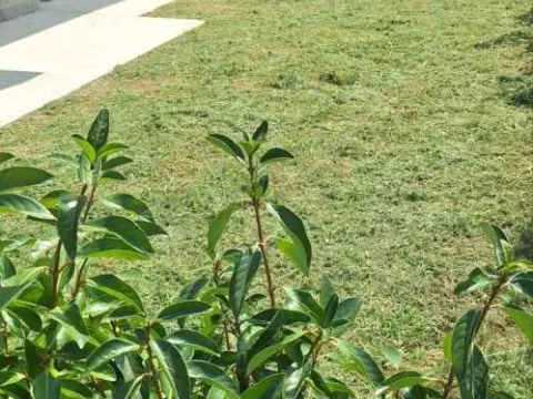 Prodaja, kuća, 407m², Tivat, Crna Gora - image 8