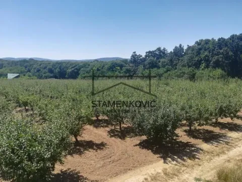Sale, land lot, 71200m², Banja Vrdnik, Irig - image 4