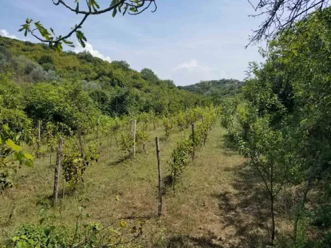 Prostrano poljoprivredno zemljište sa zasađenim vinogradom okruženo prirodom. - image 3