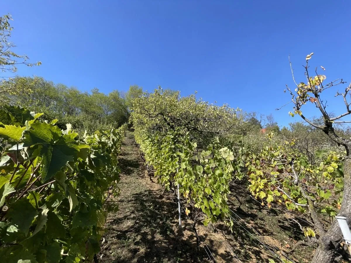 Prodaja, kuća, 54m², Paragovo, Petrovaradin