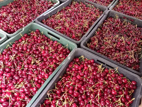 Prodaja, plac, 12964m², Pirot, Srbija - image 5