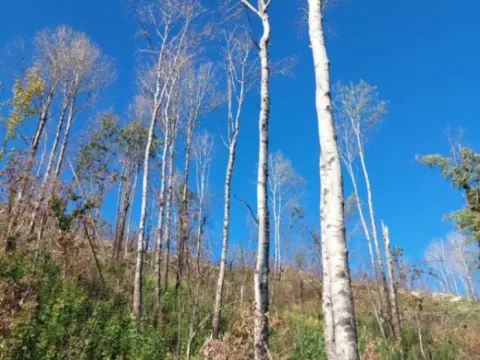 Prodaja, plac, 480000m², Brestice, Nikšić - image 11