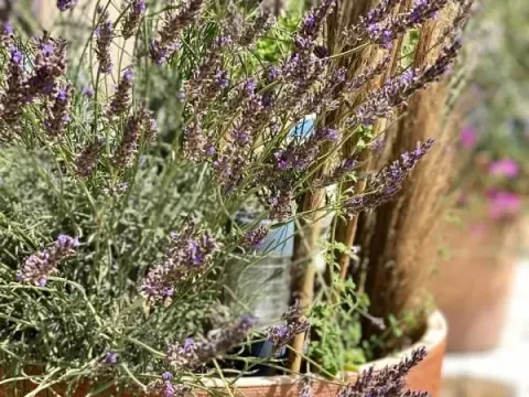 Sale, house, 75m², Bar, Crna Gora - image 4