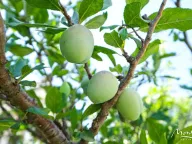 Sale, house, 410m², Sutomore, Bar - image 4