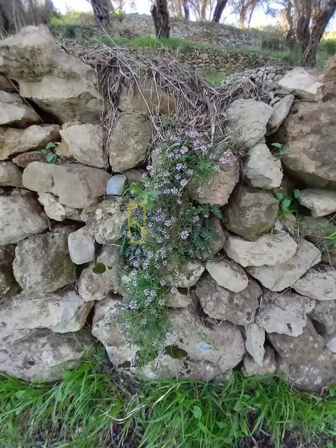 Prodaja, plac, 5000m², Ulcinj, Crna Gora
