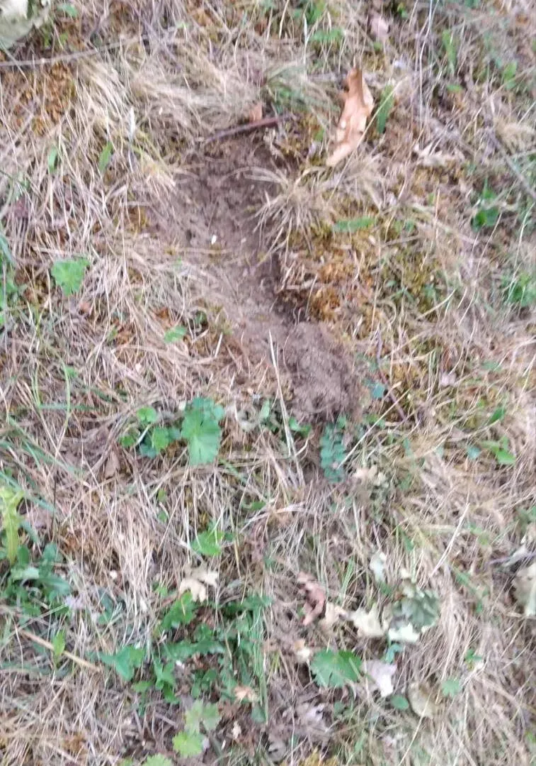 Prodaja, plac, 45233m², Kolašin, Crna Gora