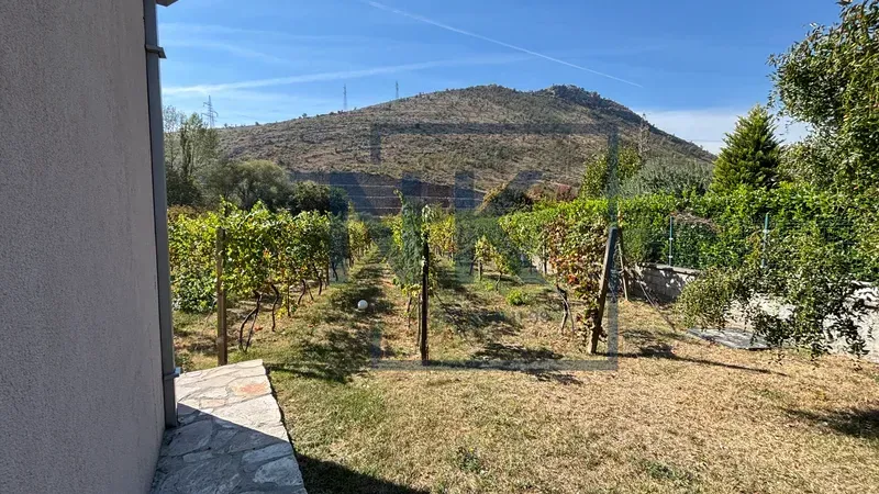 View of the yard and vineyard next to the house.