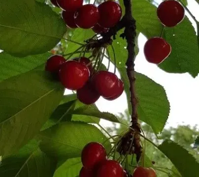 Prodaja, kuća, 45m², Čortanovci, Inđija - image 7