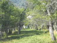 Prodaja, plac, 10000m², Drpe, Kolašin - image 6