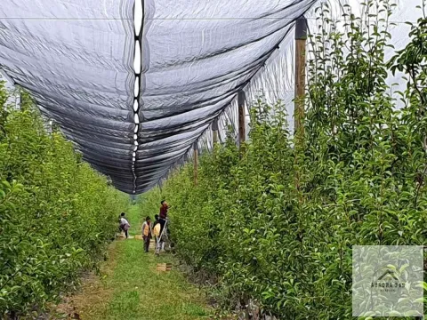 Prodaja, plac, 1030m², Sremska Mitrovica, Srbija - image 7