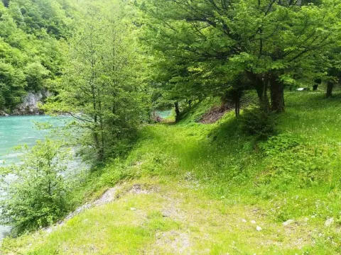Zeleni travnjak sa drvećem pored rijeke. - image 8