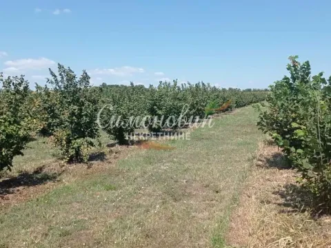 Sale, land lot, 63000m², Centar, Ub - image 14