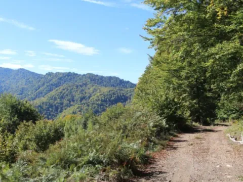 Sale, land lot, 89208m², Padež, Kolašin - image 12