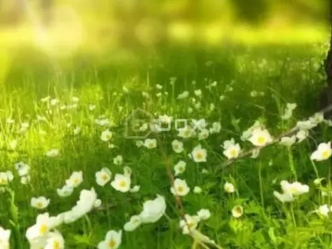 Sale, land lot, 5m², Niška Banja, Niš