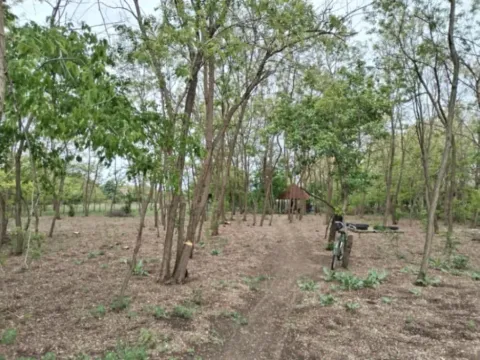 Prodaja, plac, 5400m², Veliki Radanovac, Subotica - image 7