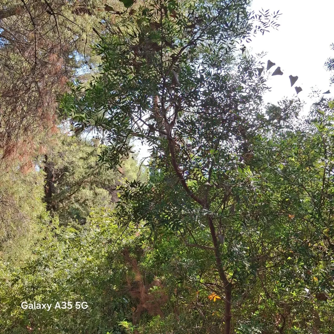 Sale, land lot, 1500m², Zeleni Pojas, Bar