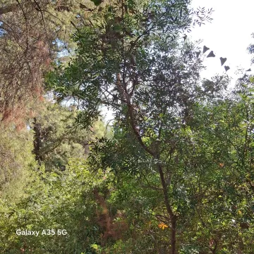 Sale, land lot, 1500m², Zeleni Pojas, Bar - image 2