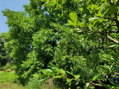 Prodaja, kuća, 75m², Ribare, Jagodina - image 12