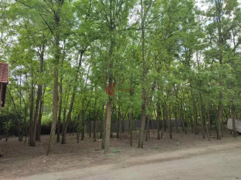 Prodaja, kuća, 228m², Kelebija, Subotica - image 13