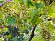 Prodaja, kuća, 50m², Šušanj, Bar - image 3