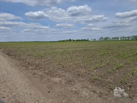 Sale, land lot, 268m², Čenej, Novi Sad Sve Podlokacije - image 2