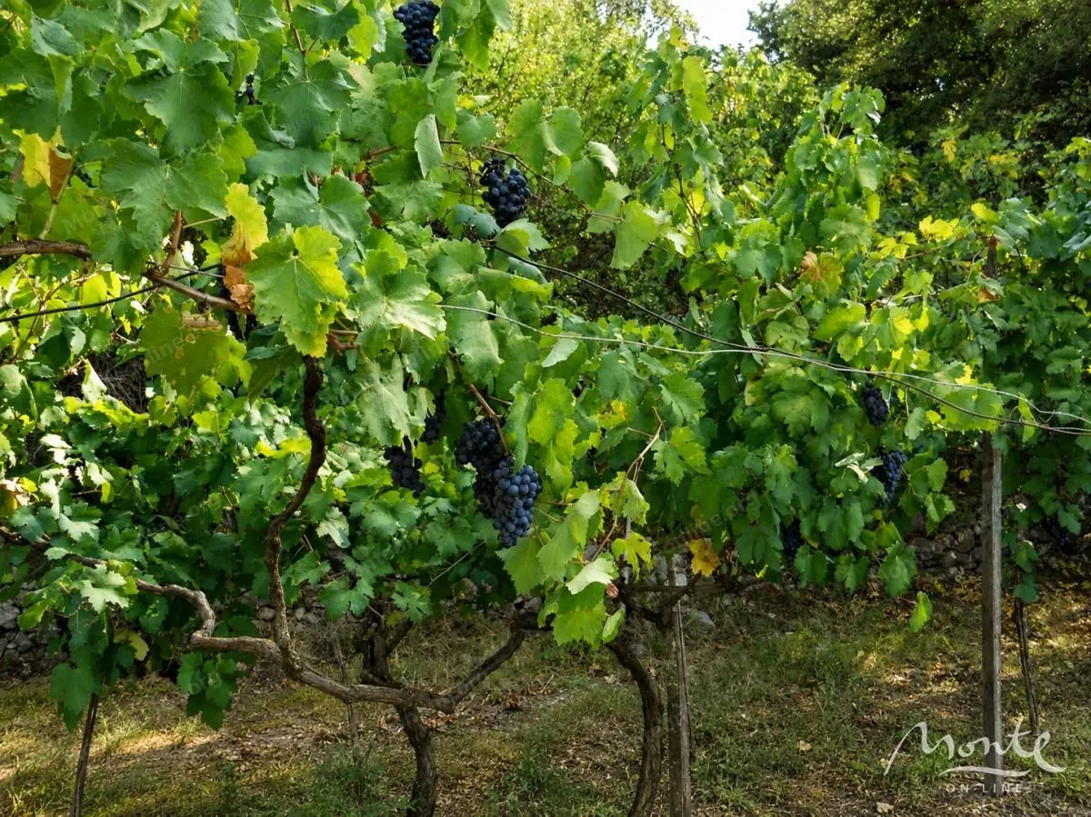 Prodaja, plac, 2582m², Doljani, Podgorica