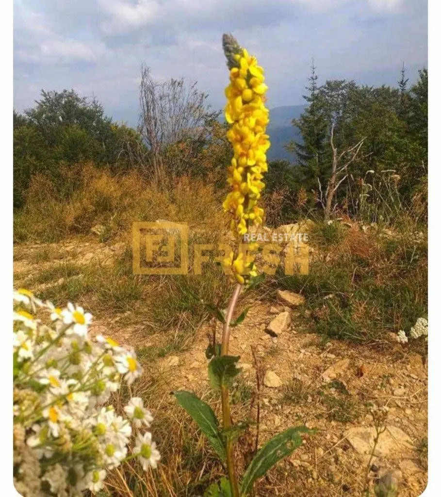 Prodaja, plac, 6000m², Berane, Crna Gora