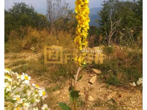 Prodaja, plac, 6000m², Berane, Crna Gora - image 9