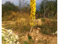 Prodaja, plac, 6000m², Berane, Crna Gora - image 9