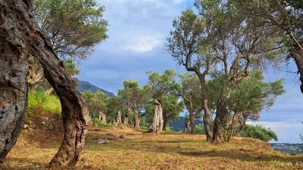 Prodaja, plac, 2871m², Stari Bar, Bar