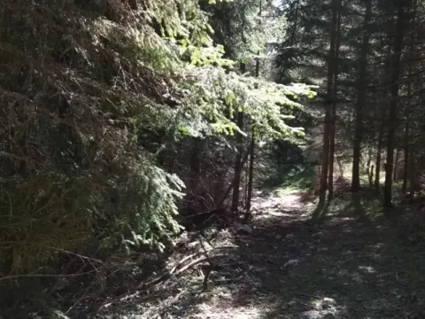 Prodaja, plac, 17803m², Žabljak, Crna Gora - image 3