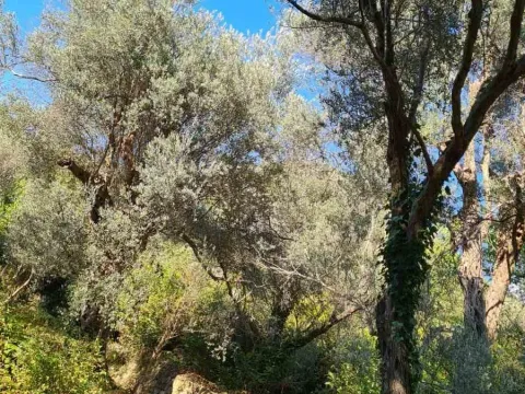 Prodaja, plac, 1200m², Bar, Crna Gora - image 3