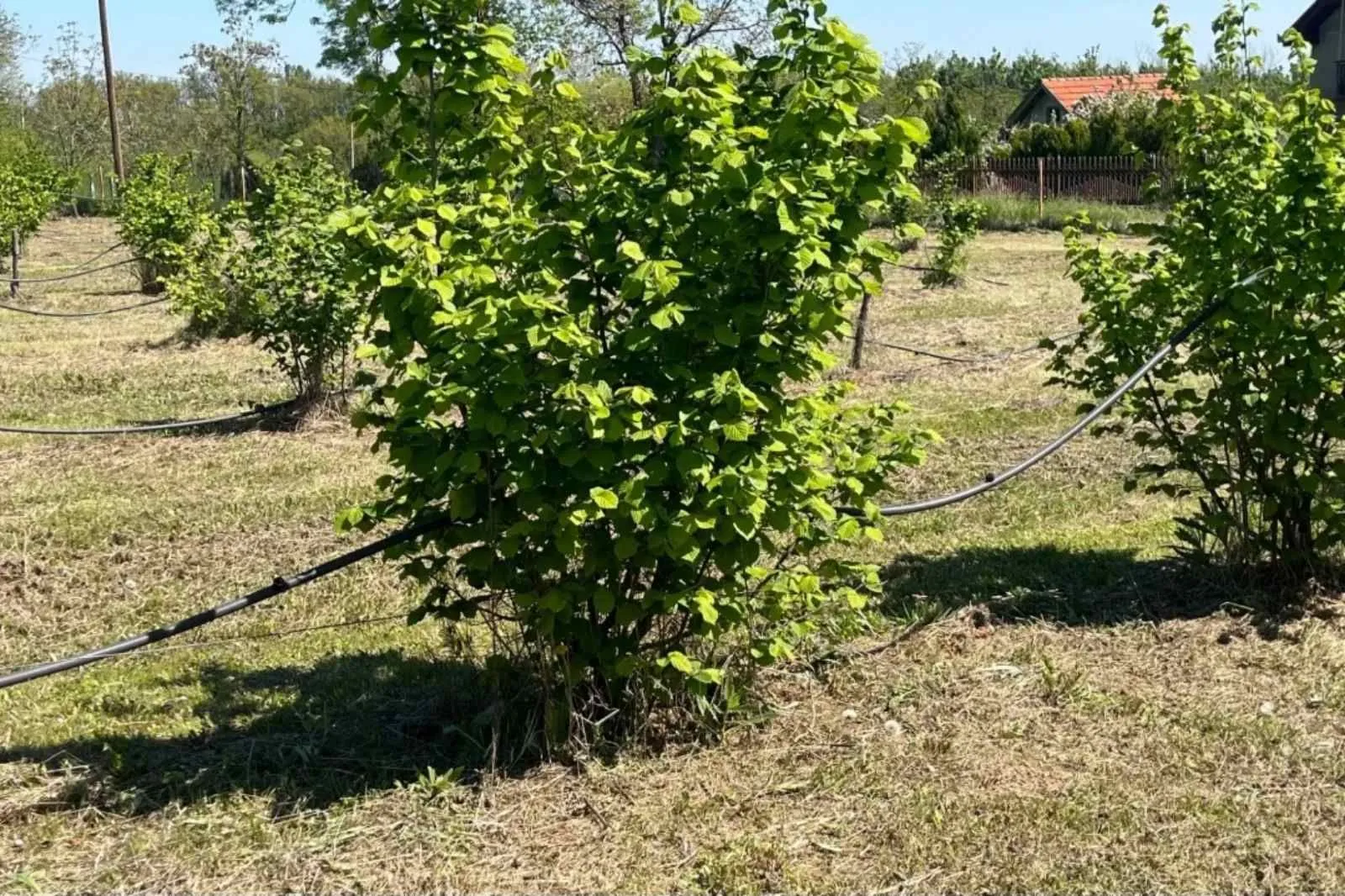 Prodaja, plac, 5000m², Vladimirci, Srbija