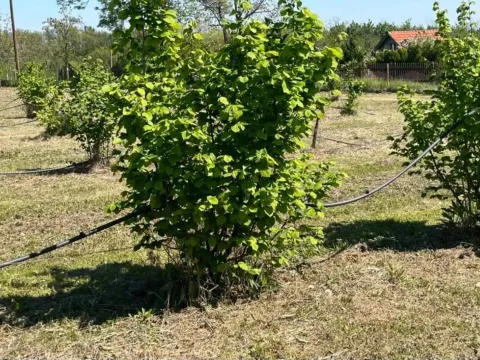 Prodaja, plac, 5000m², Vladimirci, Srbija - image 9