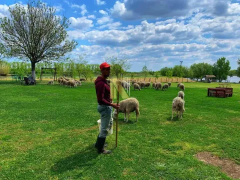 Sale, house, 230m², Srbobran, Novi Sad - image 19