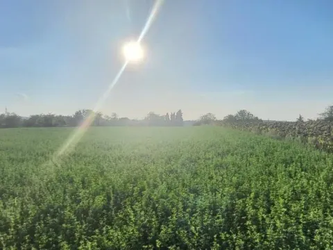 Prodaja, plac, 1438m², Petrovaradin, Novi Sad - image 3