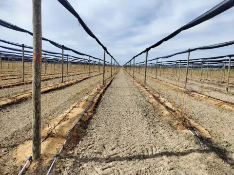 Prodaja, plac, 120000m², Centar, Šabac - image 6