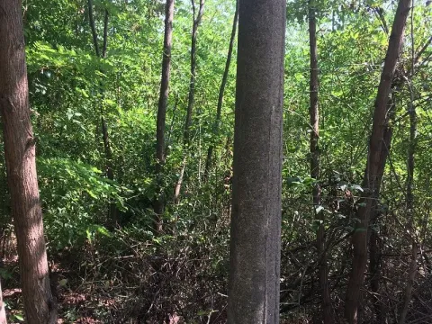 Prodaja, plac, 5000m², Beograd, Srbija - image 2