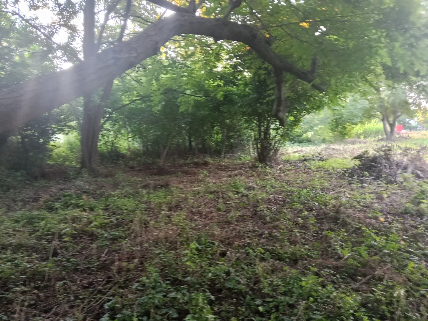 Pogled na plac sa bujnim rastinjem i drvećem.