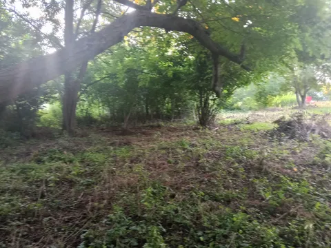Pogled na plac sa bujnim rastinjem i drvećem. - image 13
