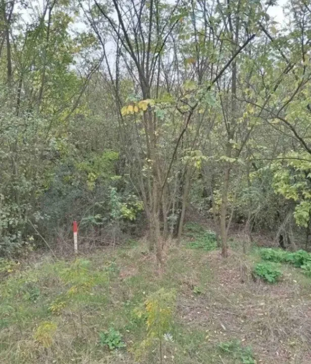 Prodaja, plac, 1500m², Devojački Bunar, Alibunar