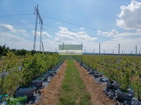 Prodaja, plac, 285100m², Medjureč, Jagodina - image 2