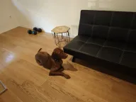 Izdavanje, jednosoban stan, 51m², City Kvart, Podgorica - image 4