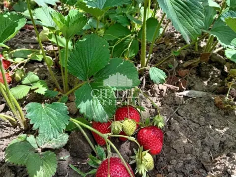 Prodaja, kuća, 52m², Sopot, Beograd - image 9